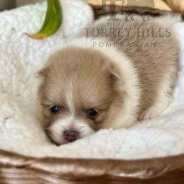 Silas - Chocolate parti male Pomeranian puppy in Redlands, California from Torrey Hills Poms