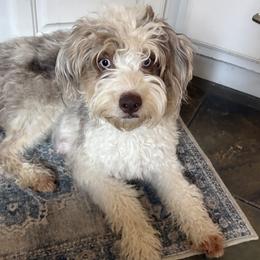 Luna - Aussiedoodle