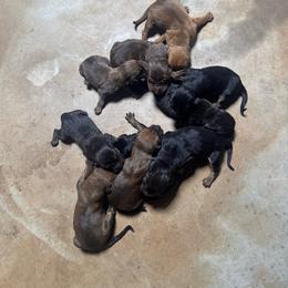 Girl 1 - Black and tan female Bloodhound puppy in Tahlequah, Oklahoma from HNH Hounds