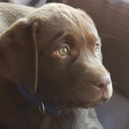 Labrador Retriever Puppies from Wizedogs Labradors