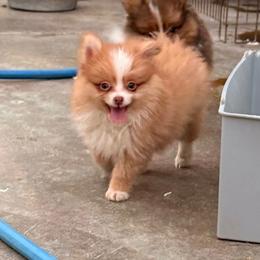 Coyote - Cream male Pomeranian puppy in San Diego, California from SD Bullies