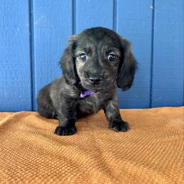 Miss Purple Collar. AKC - Black and cream female Dachshund puppy in Willow Springs, Missouri from Krazy Acre Farm