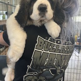 Saint Bernard Puppies from Steel City Saints