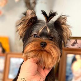 Prohor - Yorkshire Terrier