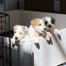 Parson Russell Terrier Puppies from Deep Creek Welsh Farm