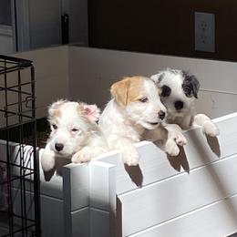 Parson Russell Terrier Puppies from Deep Creek Welsh Farm