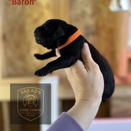 Baron - Black male Cane Corso puppy in Altoona, Alabama from Snead’s Cane Corso Kennel