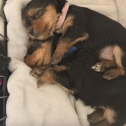 Yorkshire Terrier Puppies from Stephanie Bone