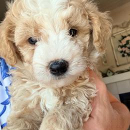 Birch - Yellow and white male Bernedoodle puppy in Grandview, Texas from Big Sky Bernedoodles