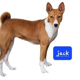 Jack - Basenji