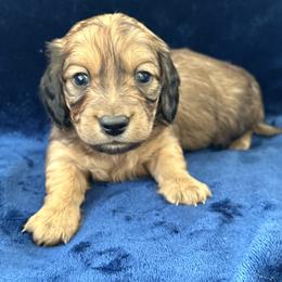 Killian - Red male Dachshund puppy in Memphis, Tennessee from River City Doxies