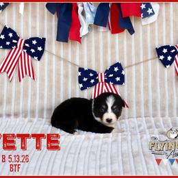 Yvette - Black tri female Miniature Australian Shepherd puppy in Madisonville, Texas from Flying LL Aussies