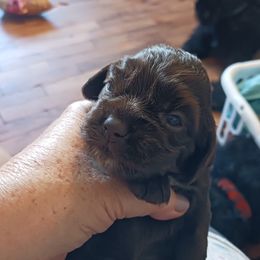 Ally - Cocker Spaniel puppy from Wethys Cocker Spaniels