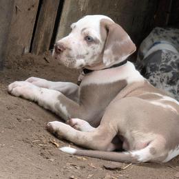 Aragorn - Harlequin male Great Dane puppy in Citra, Florida from AEW Farm