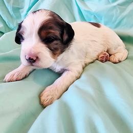 Boy 1 - Merle male Cavapoo puppy in Junction, Utah from City Creek Cavapoos