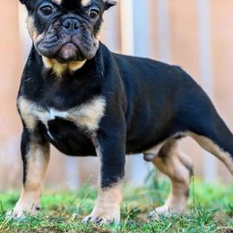 French Bulldog Puppies from Cloud 9 French Bulldogs