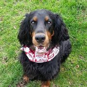 Gordon Setter All Grown Up from Gail Godding's Gordon Setters