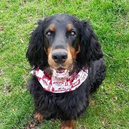 Gordon Setter All Grown Up from Gail Godding's Gordon Setters