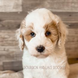 Goldendoodle Puppies from Bourbon and Lace Doodles