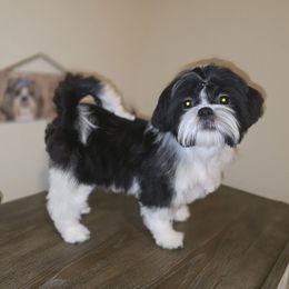 Benji AKC Champion Bloodline - Black and white male Shih Tzu puppy in Kings Mountain, North Carolina from Britany's Shih Tzus