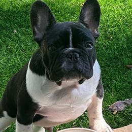 Cash - Brindle and white male French Bulldog puppy in Ashland, Ohio from HazyDayFrenchies