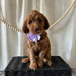 Glory - Purple Collar Female - Red  female Goldendoodle puppy in Bradenton, Florida from Suncoast Goldendoodles