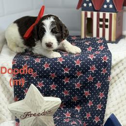 Doodle - Chocolate male Australian Labradoodle puppy in Citrus Heights, California from Elite Blend Labradoodles
