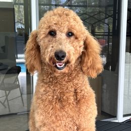 Luna - Goldendoodle