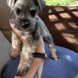 Miniature Schnauzer Puppies from Wahl 2 Wahl Schnauzers