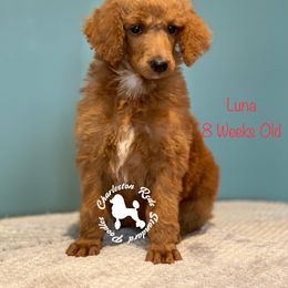 Poodle Puppies from Charleston Reds Standard Poodles