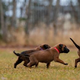 Belgian Malinois Puppies from Ak Hell Hounds