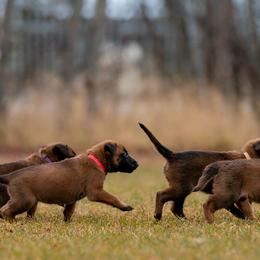 Belgian Malinois Puppies from Ak Hell Hounds