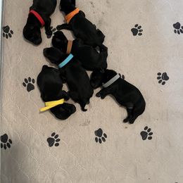Scottish Terrier puppies from Ballentine Scotties