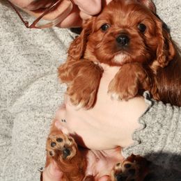 Cavalier King Charles Spaniel Puppies from Critter's Cottage Cavaliers