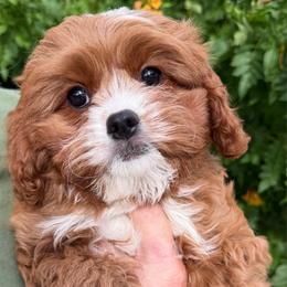 Percy - Red male Cavapoo puppy in Tucson, Arizona from Adored Poodle & Doodles