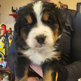 Purple - Black rust and white female Bernese Mountain Dog puppy in Auburn, Washington from MSM Bernese Mountain Dogs