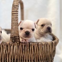 French Bulldog Puppies from Willow Farm