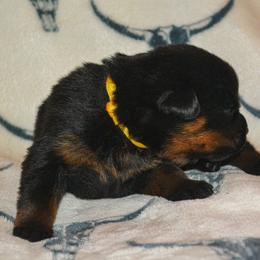 Girl 3 - Black and mahogany female Rottweiler puppy in Ethel, Washington from Titanenheim Rottweilers