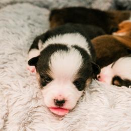 Pembroke Welsh Corgis from Wild Rose Farms
