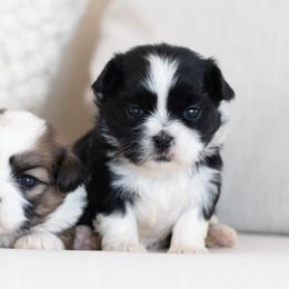 Maltipoo, Shichon, and Shihpoo Puppies from Timbercreek Puppies