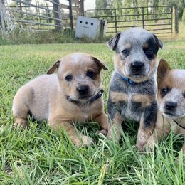 Australian Cattle Dog Puppies from Turnpike Creek Canines