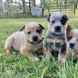 Australian Cattle Dog Puppies from Turnpike Creek Canines