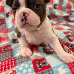 Taffy - Brindle and white female Boston Terrier puppy in Wellington, Ohio from Twist of Faith Farms