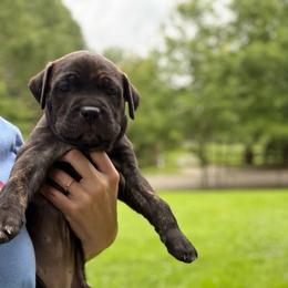 Pink - Black brindle female Cane Corso puppy in Opelousas, Louisiana from Azelees Cane Corso
