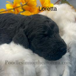 Loretta - Silver female Poodle puppy in Greenville, North Carolina from Grace Poodles