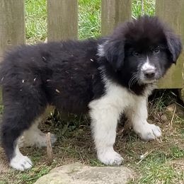Puppy ID 47255 - White and badger male Great Pyrenees puppy in Leicester, North Carolina from Randall Glen Pyrenees
