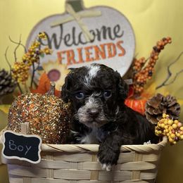 "2021" Cockapoo and Poodle Puppies from Rawls Lovely Little Tots