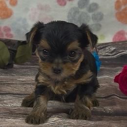 Girl 1 - Blue and gold female Yorkshire Terrier puppy in New Hampton, Iowa from JMAK Dreams