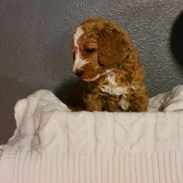 "Green Wk4" Goldendoodle Puppies from Goldendoodle Breeder