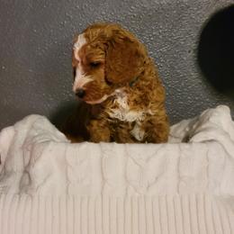 "Green Wk4" Goldendoodle Puppies from Goldendoodle Breeder